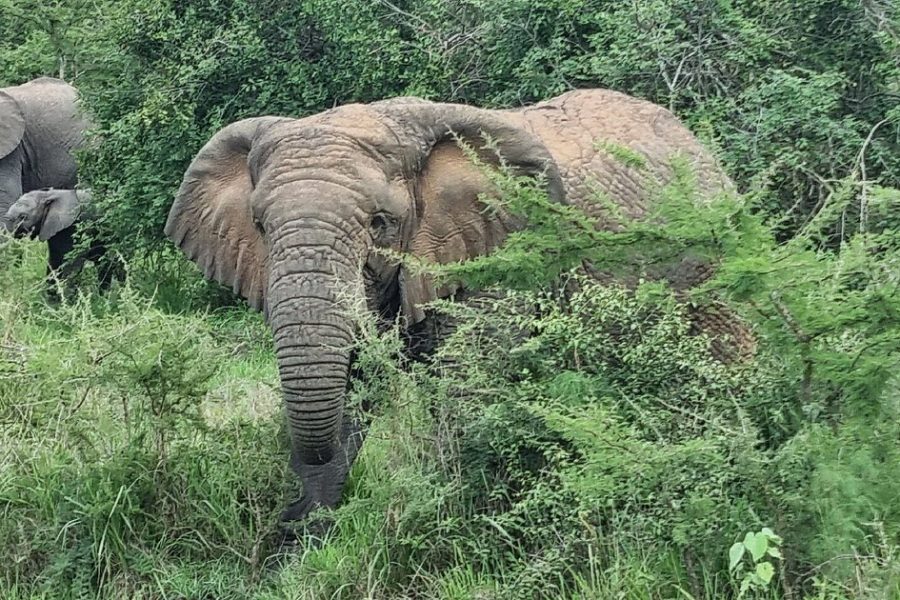 One-Day Akagera National Park Game Drive with a Choice of 4×4
